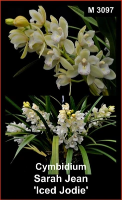 $50 • Buy OoN Cymbidium Orchid Sarah Jean 'Iced Jodi' 175mm WW Pot