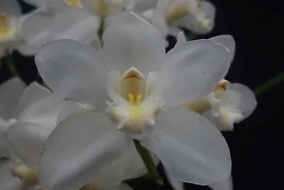 Cymbidium Orchid - Dural Snow Purity • $40