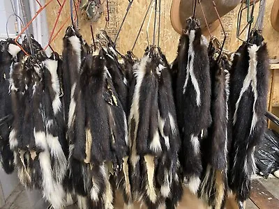 $45 • Buy Skunk Pelt Without Feet