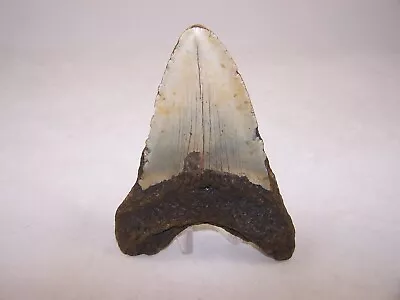 5.43  MEGALODON Fossil Shark Tooth Teeth / 9.6 Oz /NO RESTORATION /Not Dinosaur • $69