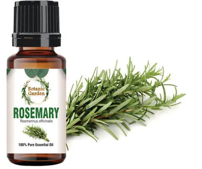 $251.17 • Buy Rosemary Or Rosmarinus Officinalis Essential Oil For Arthritis 100% Pure Oil