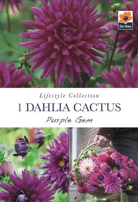 1 Summer Flowering  Dahlia Cactus Purple Gem Bulb Spring Planting  • £6.99
