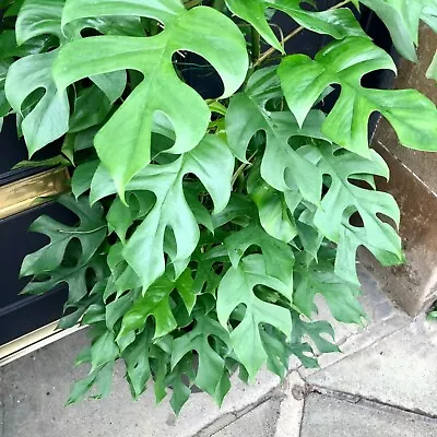 Rhaphidophora Tetrasperma MINI MONSTERA - EXOTIC TROPICAL Seeds! • $4.99