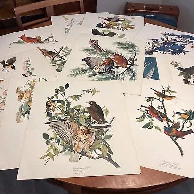 13 Vintage 14”x17” J. AUDUBON  American Lithograph Bird Prints • $5