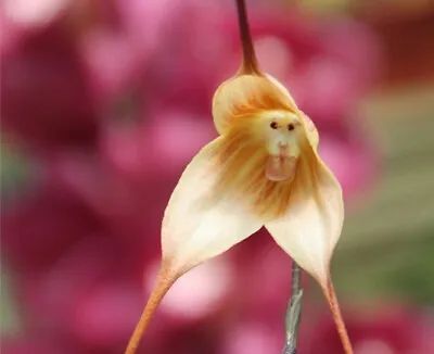 $14.95 • Buy Rare Monkey Face Iris Orchid Flower Seeds Flowering Garden Seed Free Aust Post