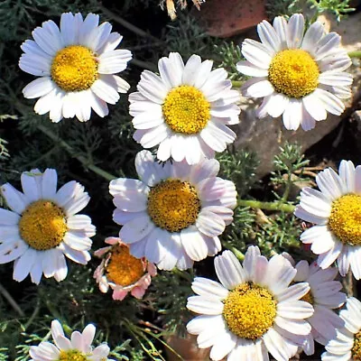 Anacyclus Pyrethrum Depressus - 30 Seeds - Spanish Chamomile / Mount Atlas Daisy • £1.25