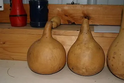 $18 • Buy Gourds  6 -  Under 5  Second  Quality Martin Gourds (dried  And Cleaned)