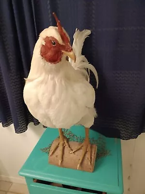 White Rooster Cabin Mount • $299.99