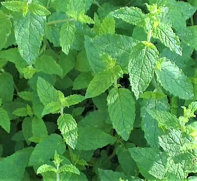 Mint 'Strawberry' Botanical Infusions Mint In 9cm Pot Exceptionally Scented Herb • £1.99