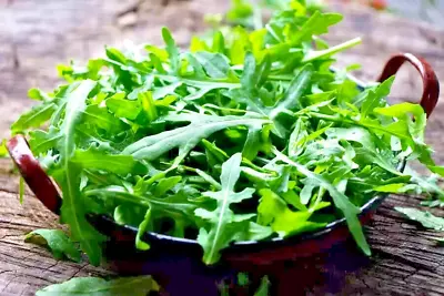 100 X WILD ROCKET LETTUCE SEEDS-WALL ROCKET-EASY-PERPETUAL GARDEN LETTUCE PLANT • $4.95