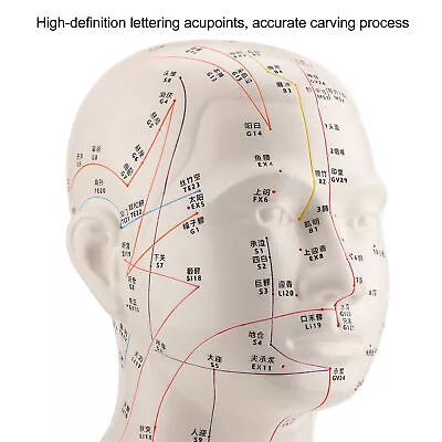 Head Acupuncture Model HD Standard Acupoint TCM Human Acupuncture Point Head BOO • $70.52