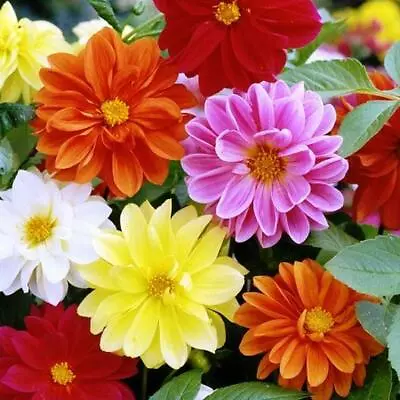 Dahlia UNWINS Unwin's MIX 45 SEEDS - FREE SHIPPING W/ 10 ITEM PURCHASE - GroCo  • $0.99