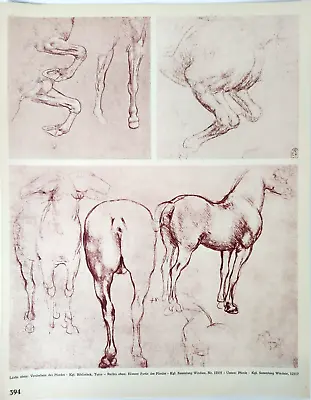 Horse Anatomy Leonardo Da Vinci Vintage 1935 German Book Print Art • $20.33