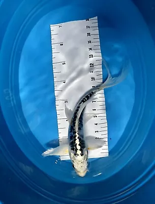 6 Inch Imported Japanese Butterfly Koi - Breeder Yamasan • $70