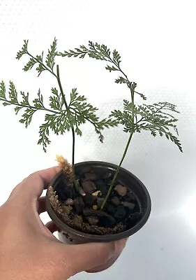 1 Pot 7cm Rabbit Foot Fern Plant - Indoor Outdoor Shade Plant • $8