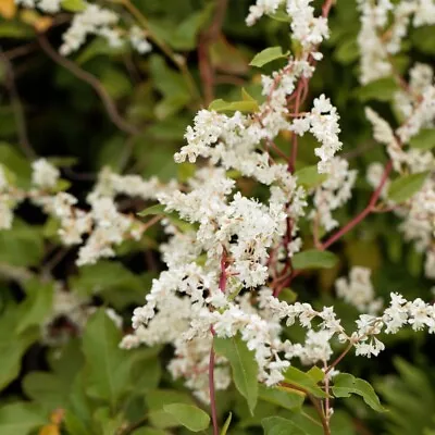 T&M Fallopia Baldschuanica White Blooms FastGrowing Climber Hardy Shrub 1.7L Pot • £24.99