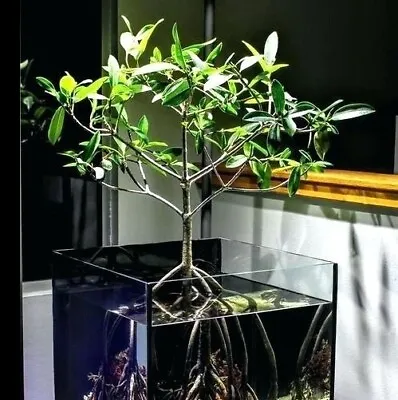  Red Mangroves & Black Mangrove - Plant Store - See My Other Listings • $100