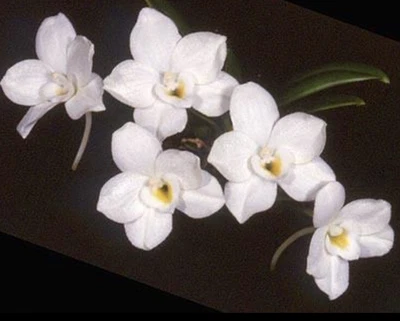 $60 • Buy Species Orchid Flask - Amesiella Phillipinense