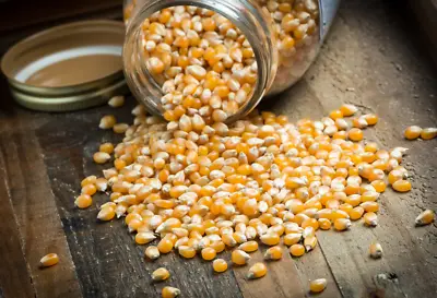 £7.99 • Buy Popcorn Kernels 1kg - Popping Corn 1Kg 