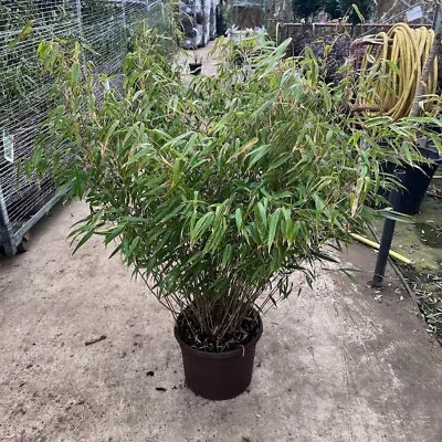Bamboo Fargesia Rufa Extra Bushy Pot Grown Plants In 12 Litre Pot - 80cm. • £54.95