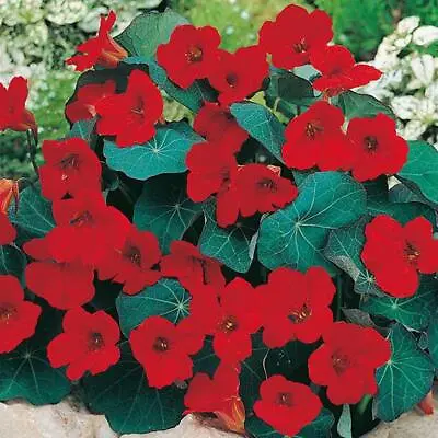 Nasturtium Empress Of India Mixed Seeds Grow Your Own Flowers Simply Garden • £2.29