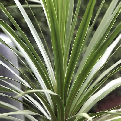 2 X Cordyline Australis Palms In 9cm Pots - Ideal For Gardens And Patio Pots • £13.99
