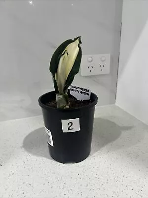 Sansevieria Guineensis ‘Beauty Queen’ • $130