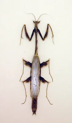 Mantidae -Mantis - Toxodera Sp (Rare) -  Cameron Highlands Malaysia (TX6) • $39.98