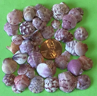50 Hard To Find 1/4”-1/2” Calico Scallop Seashells Hand Picked Washed Sanibel • $24.95