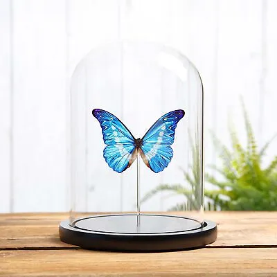 Helena Morpho Taxidermy Butterfly In Glass Dome (Morpho Rhetenor Helena) • $129.30