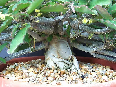 £8.05 • Buy Euphorbia Razafindratsirae Exotic Madagascar Bonsai Caudex Cacti Seed 5 Seeds