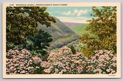 Postcard PA Mountain Laurel Pennsylvania's State Flower • $4.21