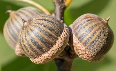 100 + Pin Oak Seeds Acorns For Planting Tested Floaters Discarded Quercus Palust • $10.99