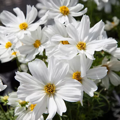 Cosmos 'Apollo White'. Plug Plant X 6. Ideal For Pots Pollinators & Cutting • £10.95