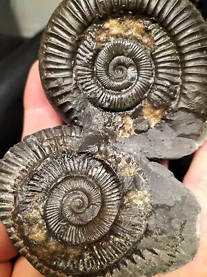 Dactylioceras Sp Ammonite Pos Neg Whitby Yorkshire Uk Dinosaur Fossil • $13.61