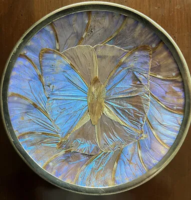 Vintage Iridescent Blue  Morpho Butterfly Wing Plate • $44.50