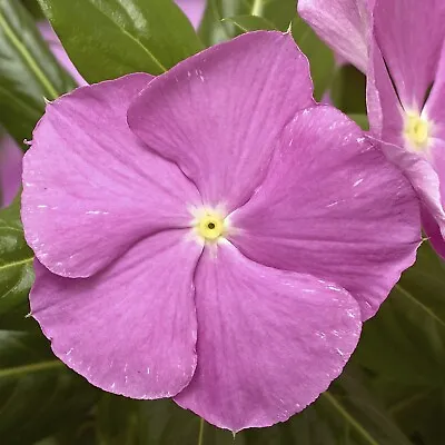 Vinca Seeds Cora Cascade Lavender With Eye 25 Seeds • $4.75