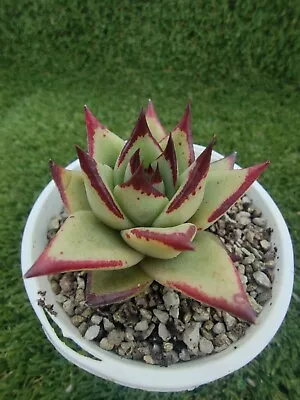  Ebony Mexico 9cm Diameter Echeveria Agavoides Succulent • $20