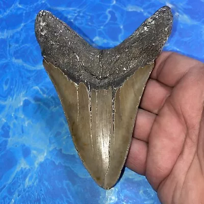 Megalodon Shark Tooth 5.00” Huge Teeth Meg Scuba Diver Direct Fossil Nc 2844 • $43