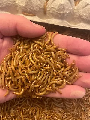 *HUGE SALE* Live Mealworms - 500 Large Or Medium Sized - Reptile Food • $12.50