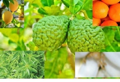 $4.90 • Buy Essential Oils Citrus Group Undiluted 100% Pure & Natural Undiluted 5-10%0ff. 