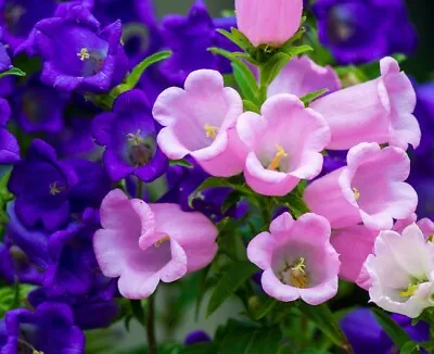 250 Canterbury Bells Seeds - Cup And Saucer Mix - Campanula Medium - 250 Seeds • £2.99