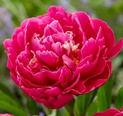 Garden Cottage  'Karl Rosenfield'paeony  Peony Flower Plant In 2L Pot • £19.99