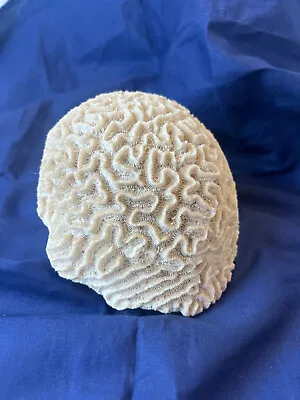 Brain Coral Natural Sea Life 2.6 Lbs White Grooved Diploria Labyrinthiformis • $69.95
