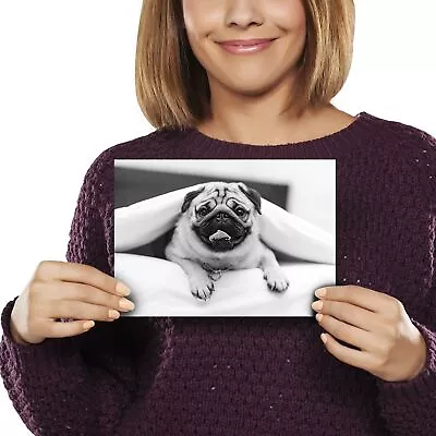 £3.99 • Buy A5 Bw - Funny Tan Pug Dog In Bed Print 21x14.8cm 280gsm #36904