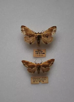 £4.99 • Buy Maple Prominent Moth Pair  Insects/Lepidoptera/ Taxidermy