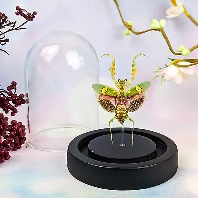 G79b Jeweled Flower Mantis Entomology Taxidermy Oddities Curiosities Glass Dome • $40.49