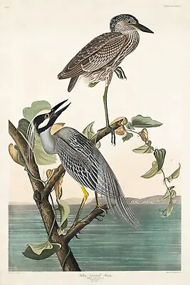 Yellow Crowned Heron By J.J. Audubon Birds Of America Giclee Print + Ships Free • $59