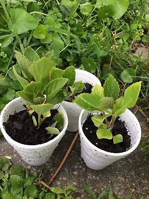 African Potato Mint - 2 Plants In A Pot 4”-7” Length /  Organic Growth • $15