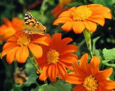 Mexican Torch Sunflower 25 Fresh Seeds Free Usa Shipping • $1.49